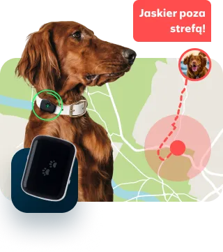 Pies z opaską GPS
