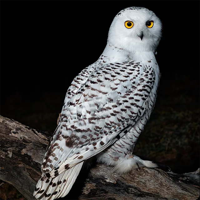 Ostre nocne zdjęcie białego ptaka drapieżnego
