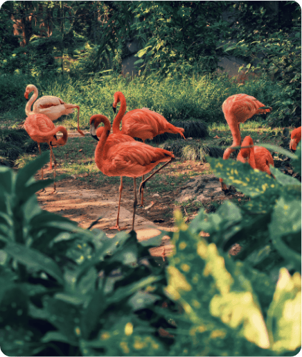Flamingi wśród zieleni w naturalnym środowisku