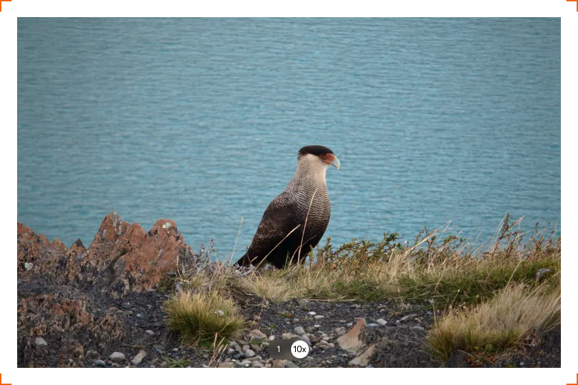 Ptak drapieżny na skalistym brzegu nad turkusową wodą, zoom 10x